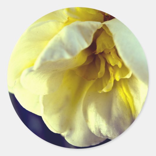Narcissus Daffodil Runder Aufkleber (Vorderseite)