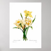 Narcissus gouani poster (Vorne)