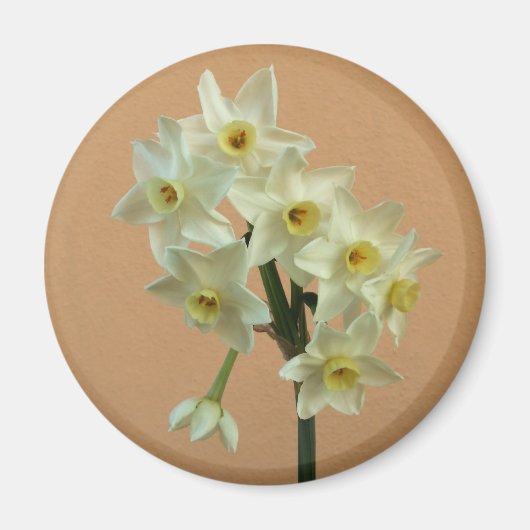 Narcissus Magnet (Vorne)