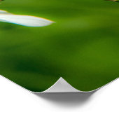 Narcissus Poster (Ecke)