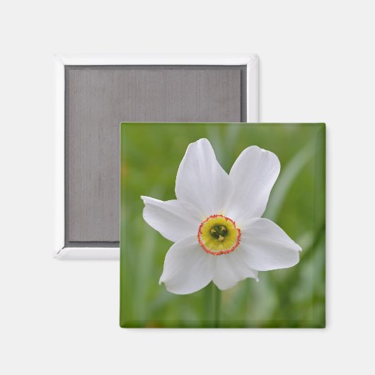 Narcissus Recurvus Blume Magnet (Vorderseite/Rückseite)