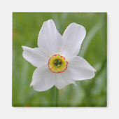 Narcissus Recurvus Blume Magnet (Vorne)