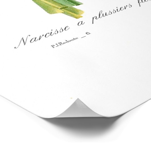 Narcissus tazetta poster (Ecke)