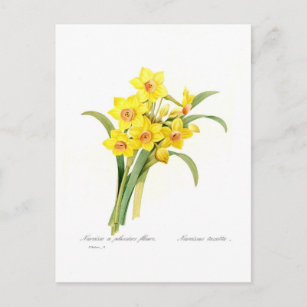 Narcissus tazetta postkarte