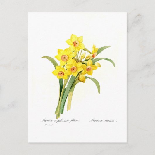 Narcissus tazetta postkarte (Vorderseite)