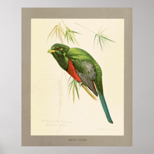 Narina Trogon Poster (Vorne)