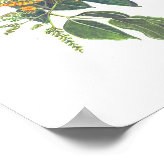 Narra (Pterocarpus indicus) Ph Forest Blooms Poster (Ecke)