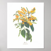 Narra (Pterocarpus indicus) Ph Forest Blooms Poster (Vorne)