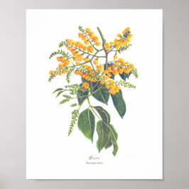 Narra (Pterocarpus indicus) Ph Forest Blooms Poster