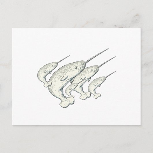 Narwale Postkarte (Vorderseite)
