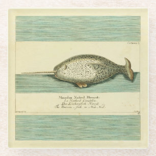 Narwhal Antique Whale Aquarellmalerei Glasuntersetzer