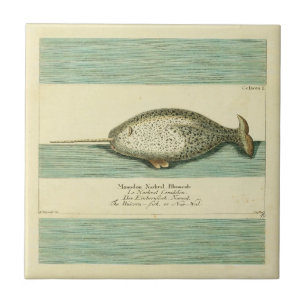 Narwhal Antique Whale Watercolor Wissenschaftliche Fliese