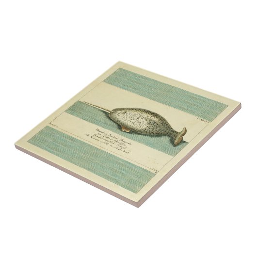Narwhal Antique Whale Watercolor Wissenschaftliche Fliese (Seite)