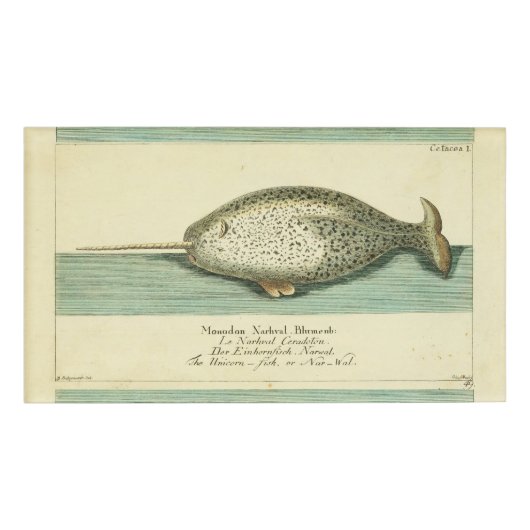 Narwhal Antique Whale Watercolor Wissenschaftliche Namenschild (Vorderseite)