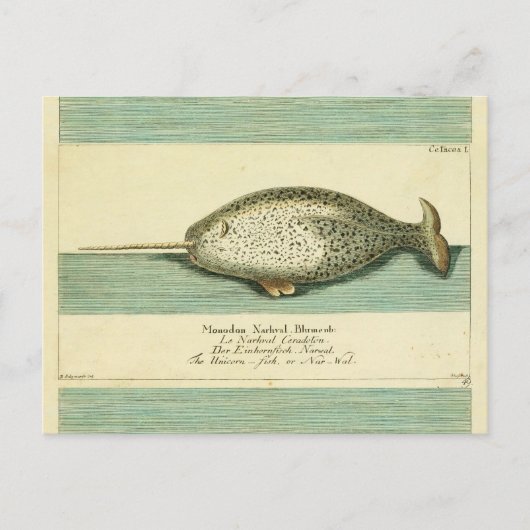 Narwhal Antique Whale Watercolor Wissenschaftliche Postkarte (Vorderseite)