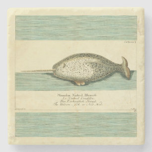 Narwhal Antique Whale Watercolor Wissenschaftliche Steinuntersetzer