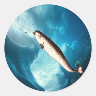 Narwhal Aufkleber