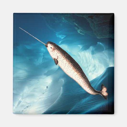 Narwhal Magnet (Vorne)