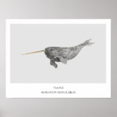 Narwhal Natural History Poster (Vorne)