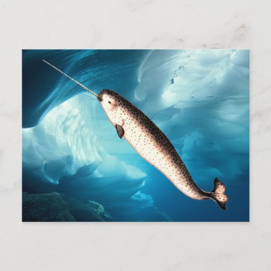 Narwhal Postcards Postkarte (Vorderseite)