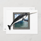 Narwhal Postkarte (Vorne/Hinten)