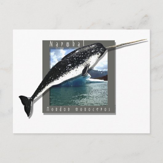 Narwhal Postkarte (Vorderseite)