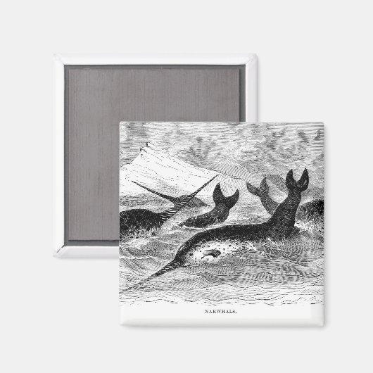 Narwhals Magnet (Vorderseite/Rückseite)