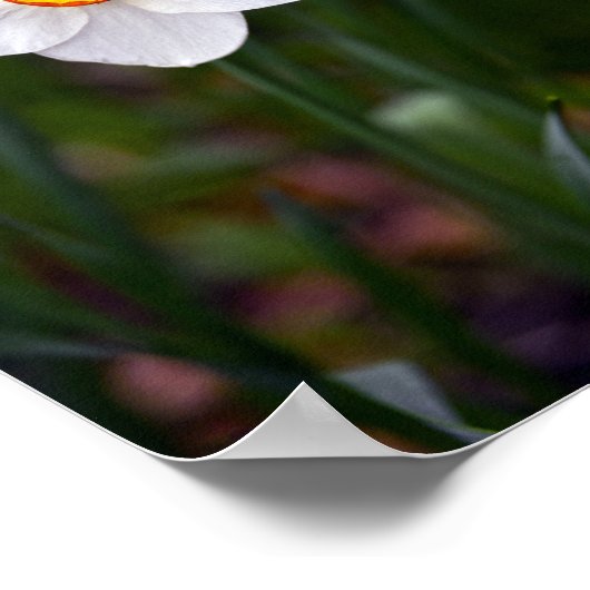 Narziss-Blume Poster (Ecke)