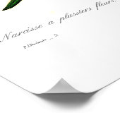 Narziss tazetta var. poster (Ecke)