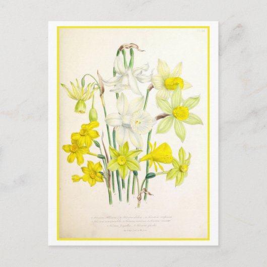 Narzisse Botanische Illustration Vintag Postkarte (Vorderseite)