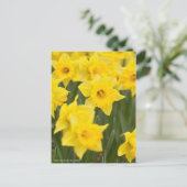 Narzisse "Early Sensation" [Postkarte] Postkarte (Stehend Vorderseite)