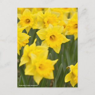 Narzisse "Early Sensation" [Postkarte] Postkarte