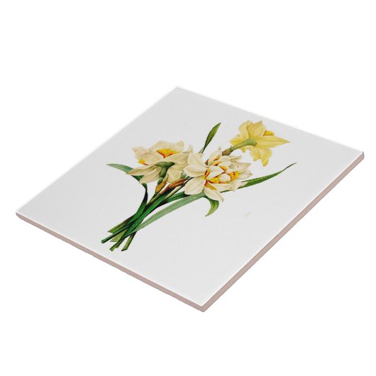 Narzisse Fliese (Seite)