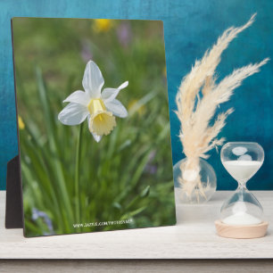 Narzisse Fotoplatte