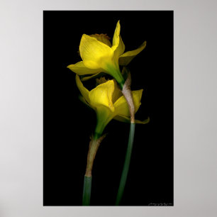 Narzisse I Poster