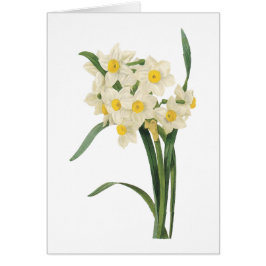 Narzisse (Narcissus tazetta) von Redouté