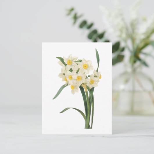 Narzisse (Narcissus tazetta) von Redouté Postkarte (Stehend Vorderseite)