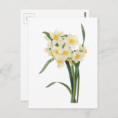 Narzisse (Narcissus tazetta) von Redouté Postkarte (Vorne/Hinten)