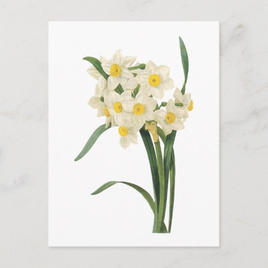 Narzisse (Narcissus tazetta) von Redouté Postkarte (Vorderseite)