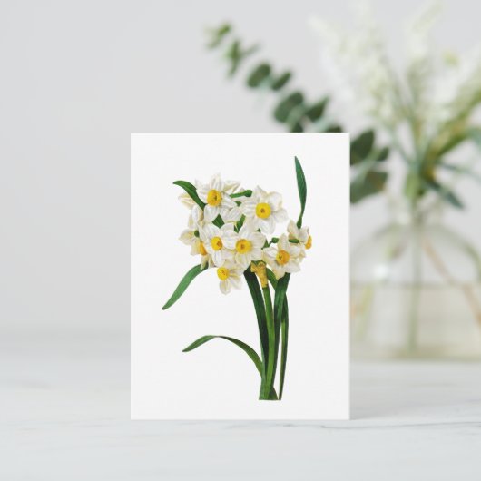 Narzisse oder Narzisse durch Pierre Joseph Redoute Postkarte (Stehend Vorderseite)