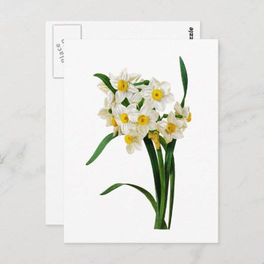 Narzisse oder Narzisse durch Pierre Joseph Redoute Postkarte (Vorne/Hinten)