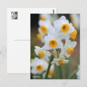 Narzisse [Postkarte] Postkarte (Vorne/Hinten)