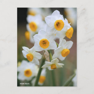 Narzisse [Postkarte] Postkarte