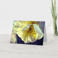 Narzisse Tag der Mama Daffodil