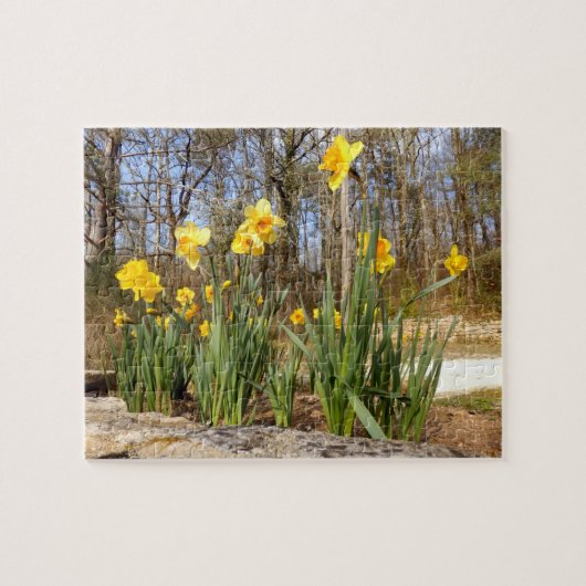 Narzissen am Ostern-Foto-Puzzlespiel mit Puzzle (Horizontal)