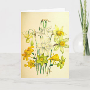 Narzissen-Blumen-Beileids-Karte Karte