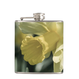 Narzissen-Blumen-Fotografie Flachmann