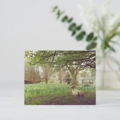 Narzissen in Limerick Postkarte (Stehend Vorderseite)