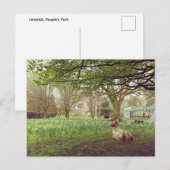 Narzissen in Limerick Postkarte (Vorne/Hinten)