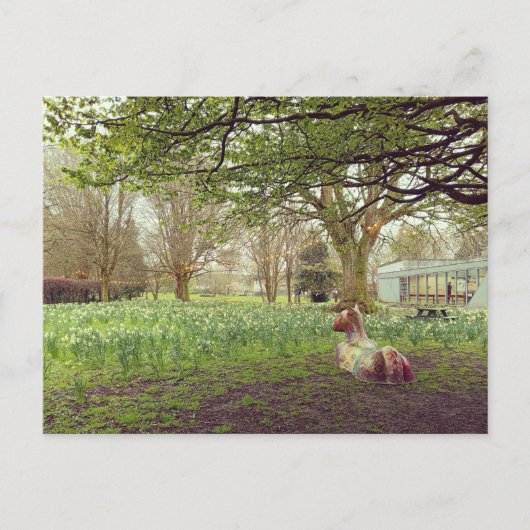 Narzissen in Limerick Postkarte (Vorderseite)